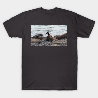 Canada Goose Resting On The Beach T-Shirt